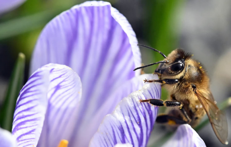 Cây cối biết “lắng nghe” tiếng vo ve của ong