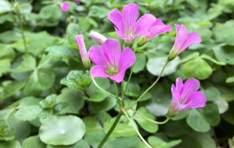 Canh chua cá cơm me đất