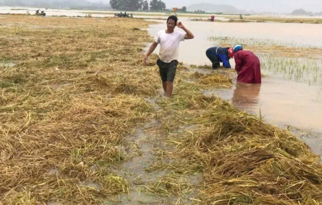 Hàng trăm ha lúa chín vàng ở Hà Tĩnh bị ngập trong lũ và rác