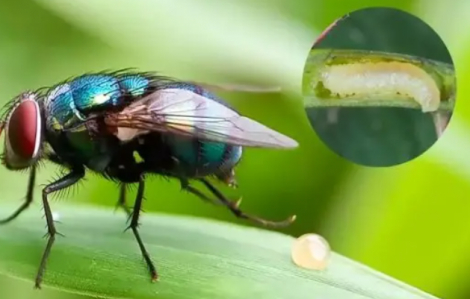 Mexico báo cáo thêm các ca bệnh "giòi ăn thịt" ở người
