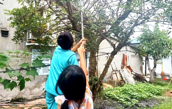 Tuổi thơ trèo cây hái trái