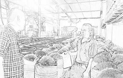 348 tấn giá đỗ “ngậm” hóa chất độc hại đã tiêu thụ ra thị trường