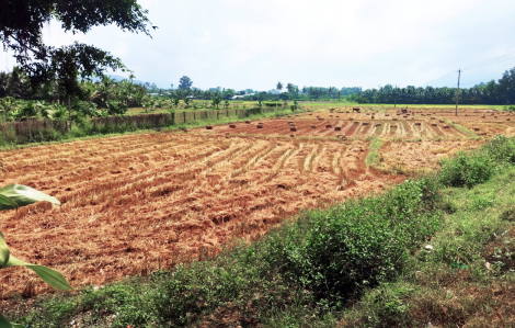 Cánh đồng đầy gió