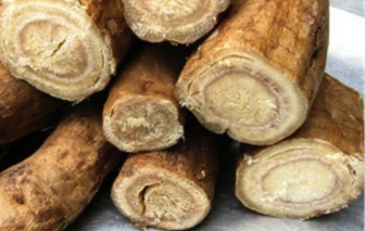 Mùi quê trong củ sắn dây