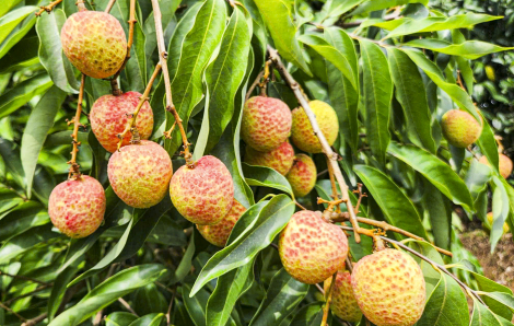 Vải thiều Bắc Giang năm nay được mùa, người dân phấn khởi thu hoạch