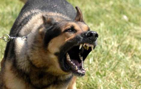 Bé 8 tuổi phát hiện mắc bệnh dại sau 5 tháng bị chó nhà cắn