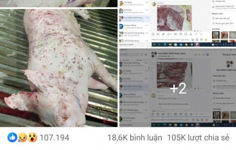 Hình ảnh heo bệnh là thật nhưng đã được tiêu hủy?