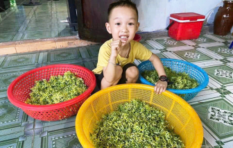 Giàn hoa thiên lý