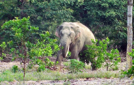 Bị voi rừng tấn công, người đàn ông tử vong