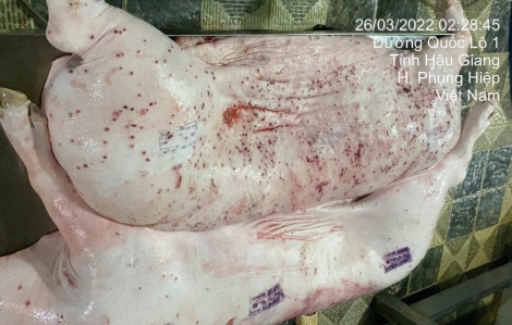 Heo bệnh ở lò mổ gia công cho C.P. không đủ tiêu chuẩn làm thức ăn cho cá