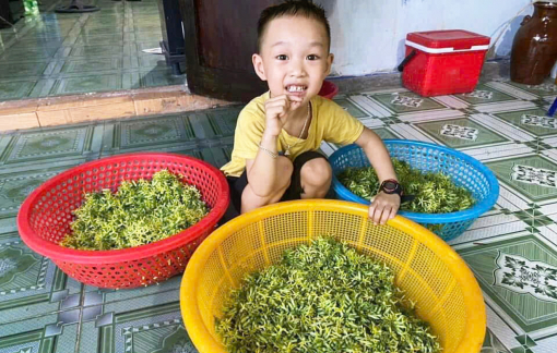 Giàn hoa thiên lý