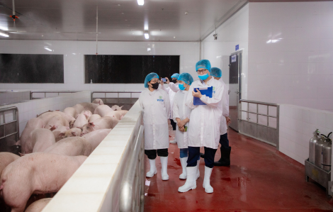 Đồng loạt kiểm tra nhiều cửa hàng, nhà máy giết mổ của C.P Việt Nam