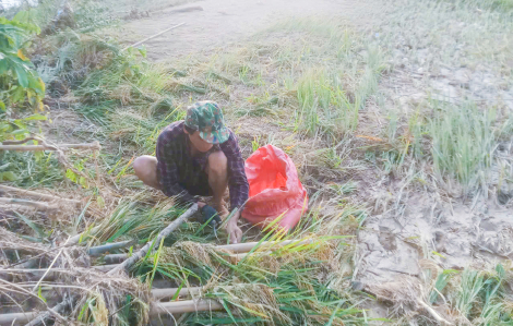 Người dân bản “bới bùn” mót lúa sau lũ quét