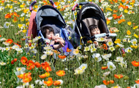 Tỉ lệ tử ở Nhật Bản đang cao gấp đôi tỉ lệ sinh