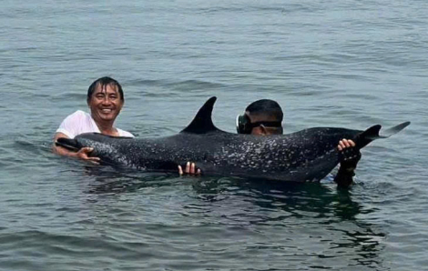 Giải cứu một chú cá heo nặng 200kg mắc cạn tại cảng Tiên Sa