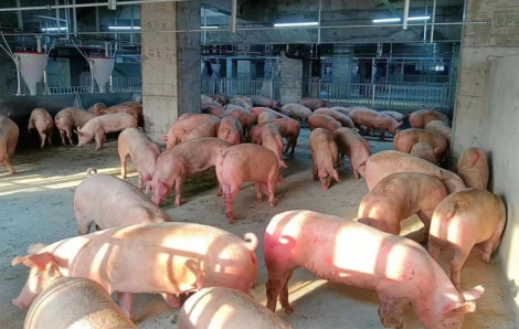 Đề xuất xây ‘chung cư’ nuôi heo 6 tầng tại Việt Nam