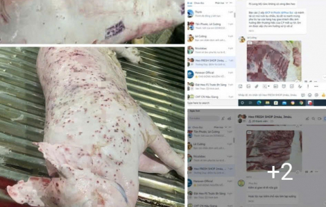 Chủ tịch UBND tỉnh Hậu Giang chỉ đạo xử lý nghiêm vi phạm trong kiểm soát giết mổ