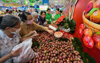 Mận hậu vào vụ thu hoạch rộ, siêu thị giảm mạnh giá bán