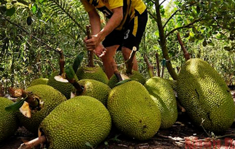Giá mít Thái tại miền Tây chỉ còn 1.000 đồng/kg, nông dân lao đao vì thua lỗ