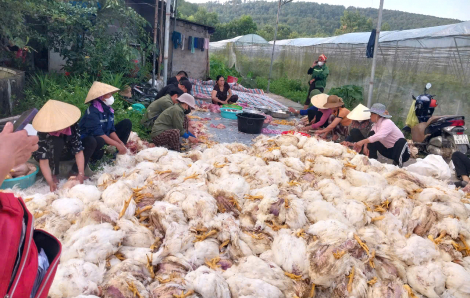 Trang trại 10.000 con gà chết ngạt ngay trước ngày xuất chuồng