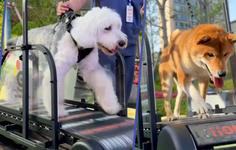 Chó ở Trung Quốc được đi spa, tập thể hình