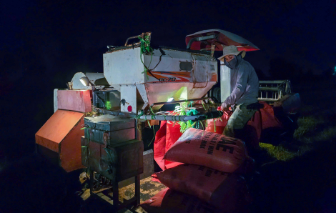 Nông dân ra ruộng gặt lúa đêm tránh nắng nóng