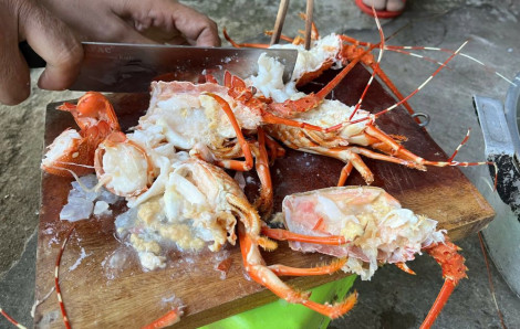 Bắt quả tang chủ cơ sở bơm rau câu vào tôm hùm chết