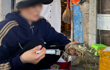 Phát hiện cơ sở bơm thạch rau câu vào tôm hùm chết để bán