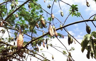 Lấy bông gòn làm gối…