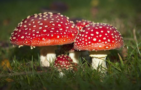 Cảnh báo nguy cơ ngộ độc khi nấm rừng thông Đà Lạt nở rộ mùa mưa