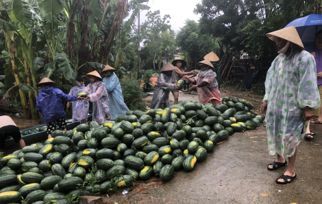 Huyện trồng rau nhiều nhất Quảng Nam ngập hết 70% diện tích