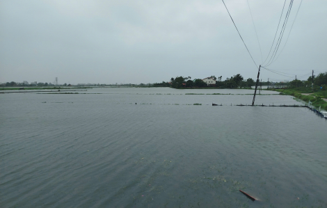 Hàng ngàn hecta lúa nguy cơ mất trắng do mưa lũ ở Quảng Nam