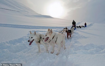 Khám phá nơi có chó husky nhiều hơn người