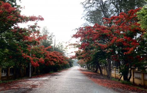 Du lịch vào mùa phượng nở