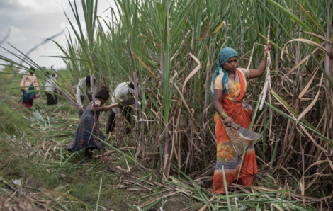 Nữ công nhân mía ở Ấn Độ phải cắt bỏ tử cung để làm việc nhiều giờ hơn