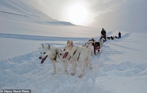 Khám phá nơi có chó husky nhiều hơn người