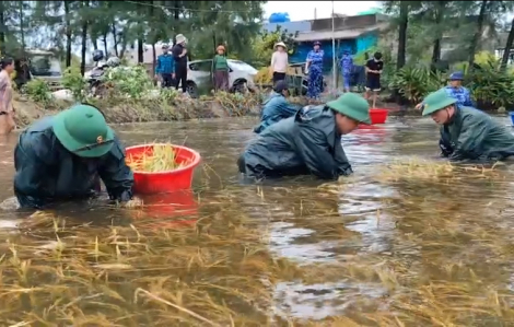 Bộ đội ngâm mình dưới nước giúp dân thu hoạch lúa bị ngập lụt