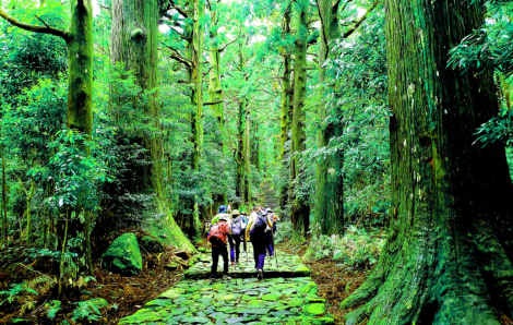 Hành trình khám phá tín ngưỡng và thiên nhiên tại Kumano Kodo – Di sản thế giới giữa lòng núi Kii