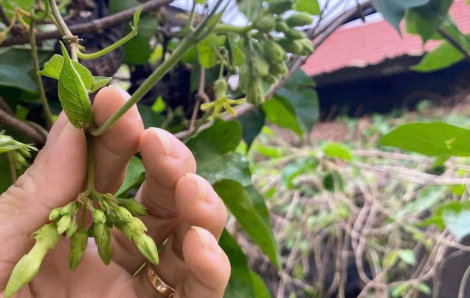 Giàn hoa thiên lý