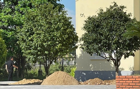 Huế: Nhiều mai vàng trong khuôn viên UBND phường bị đào bới trước ngày bàn giao trụ sở