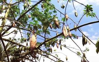Lấy bông gòn làm gối…
