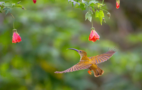 Fraser’s Hill - “thiên đường chim” và hành trình đáng nhớ của các nhiếp ảnh gia Việt Nam