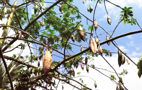 Lấy bông gòn làm gối…