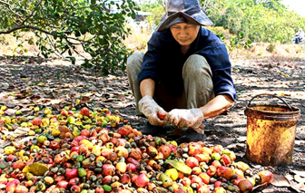 Canh chua nấu với trái điều