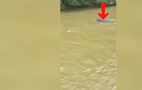 Cá heo bơi vào sông Gành Hào cách cửa biển tận 50km