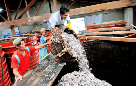 Cách phân biệt nước mắm chỉ dẫn địa lý Phú Quốc