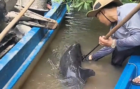 Người dân Cà Mau giải cứu cá heo bị đâm trọng thương