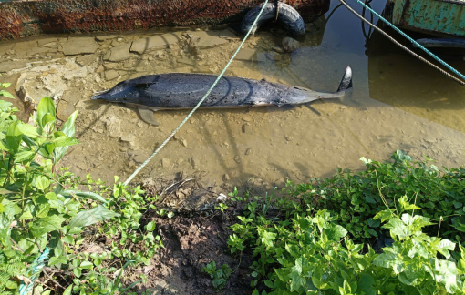 Cá heo chết trôi dạt vào khu vực nhà máy bê tông ở Cà Mau
