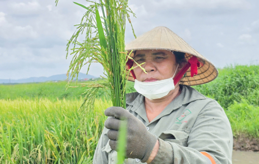 Gieo cấy sai thời điểm, nông dân lao đao vì lúa lép hạt