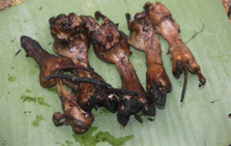 Săn chuột dừa